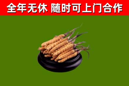 郊区回收散虫草